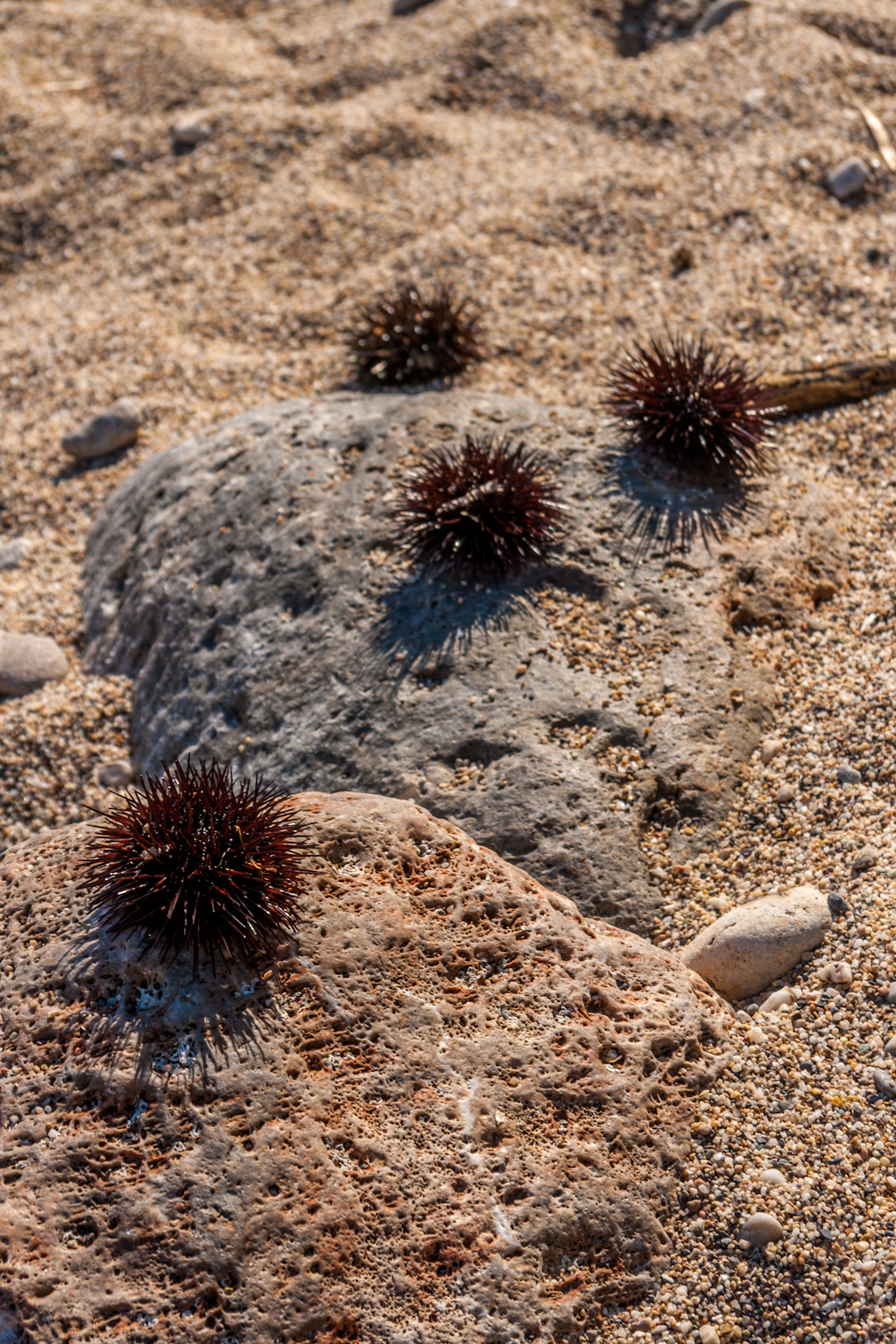 Ricci di mare alla Spiaggia Lunga